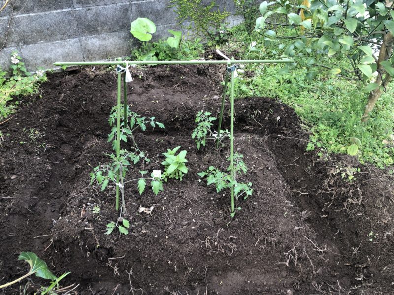 家庭菜園のトマト