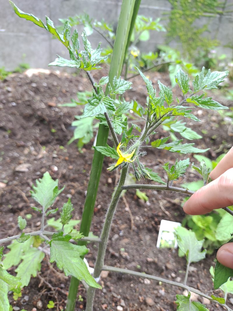 トマトの花